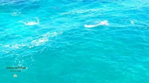 Océans du Monde - Michel Pépé