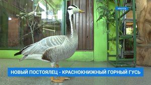 "Гусь-обнимусь". Редкого краснокнижного горного гуся выхаживают в Иркутске