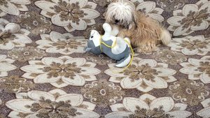 Курица нападает на собаку. Забавные животные.  Нарезка.