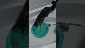 Матильда и Вода!