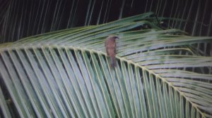 Забытые способы ориентирования. По птицам (часть 1)