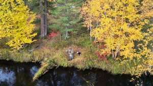 И снова мохтарь (елец) клюёт как с пулемёта.