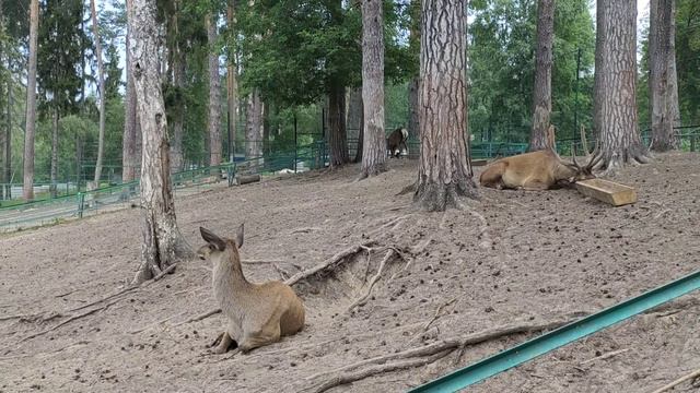 зоопарк в Костроме 2024 смотреть онлайн