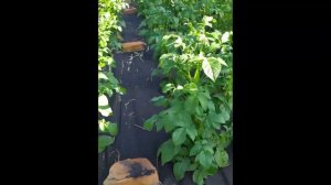 Огород для ленивых - полоть сорняки не нужно