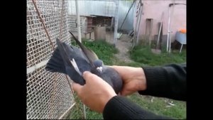 Николаевские голуби, Казакова А. В. .