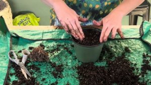 How To Start Elephant Ear Corms 🍃 || Growing Elephant Ear Plant || Elephant Ears