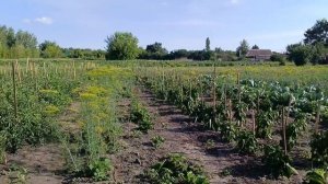Готовим зерносмесь.Уборка и перестановка у бройлеров. Замораживаем грибочки.
