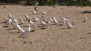 Бакинские голуби Зейналова Бахруза в Баку!