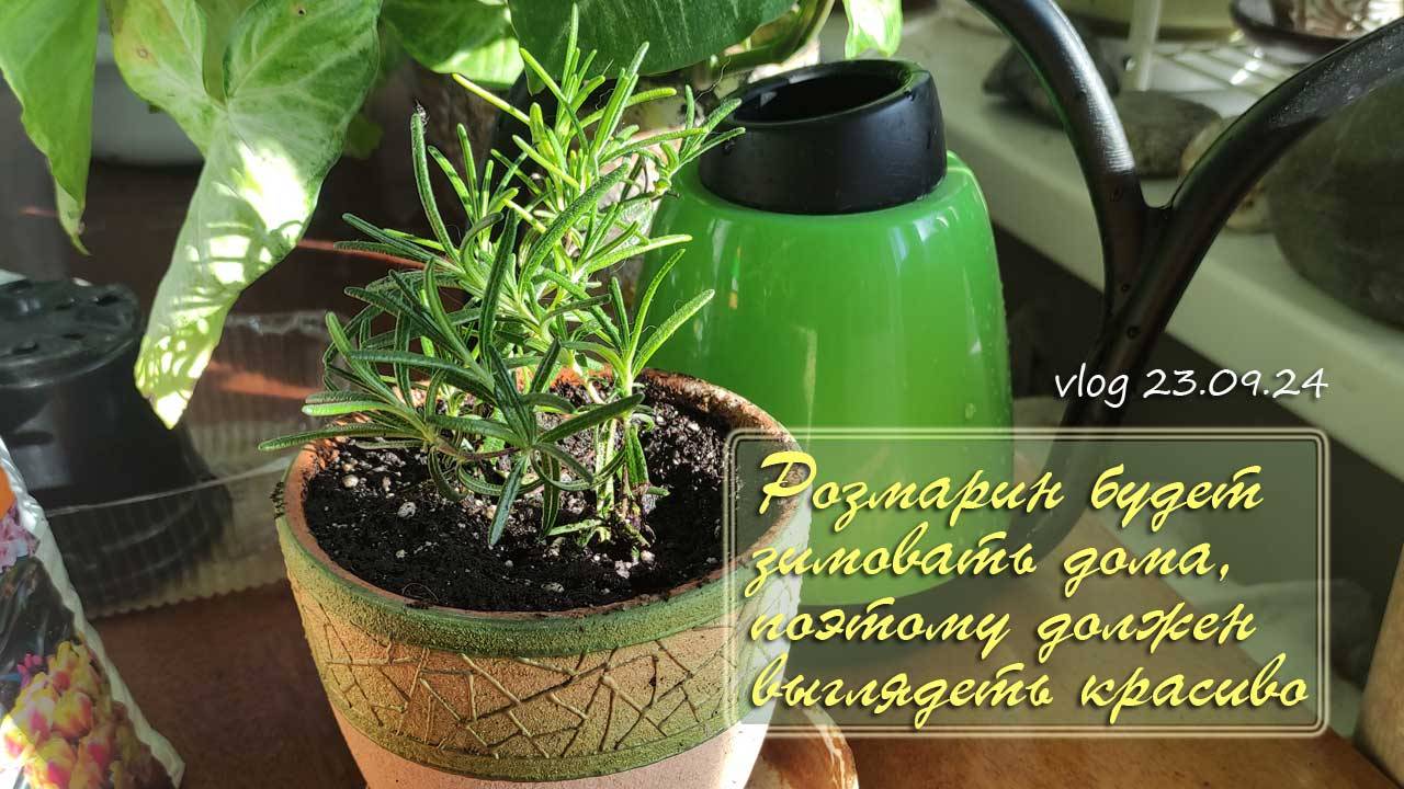 Розмарин зимует дома, пересаживаю два розмарина в один горшочек |Цветы домашние 23.09.2024