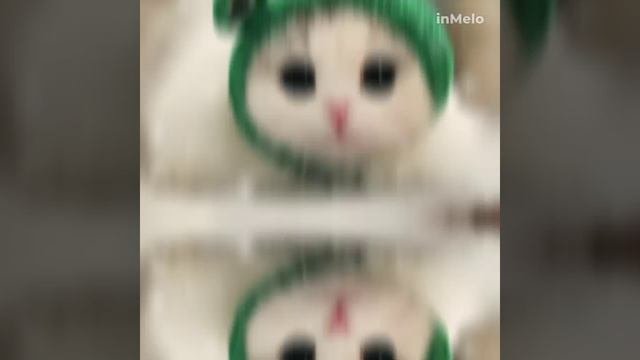 котики мои любимые.