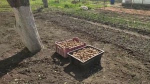 Сажаем картошку. Домик для лодки.