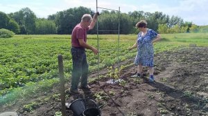 Ворота на распашняк,едет Бочкин особняк.Окучивали картошку. Сделали столбики.Купили цыплят.