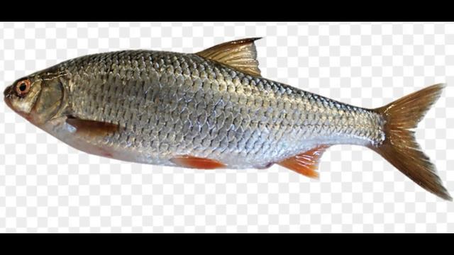 KVIZHEN Дед прокурора (prod. NazarBeats) смотреть онлайн