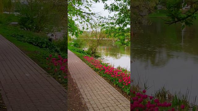 Белгород, цветы на набережной реки Везёлка. Belgorod, flowers by the Veselka River. #белгород
