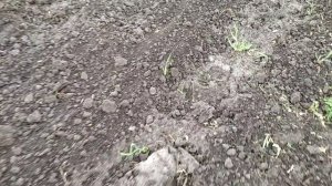 Мульчируем овощи и ягоду. Расширили площадь бройлерам. Бороним картофель.