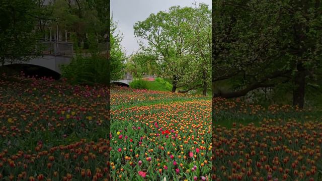 Белгород, цветы в парке Победы, у реки Везёлка. Belgorod, flowers in Victory Park, by the Veselka