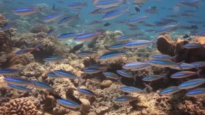 Шоурил (портфолио) нашего нового куратора Сергея Емерова, оператора с 35-летним стажем