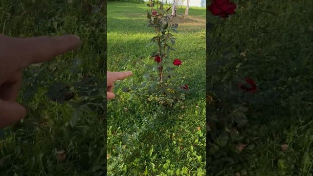 Когда месяц не был на даче смотреть онлайн