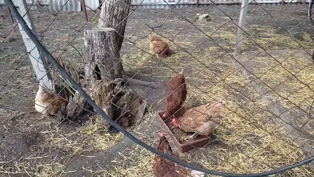 Подкормка для чеснока, лука, клубники. Стройка продолжается.