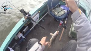 Рыбалка троллингом в Молчаново, на Оби (05.10.2018)