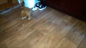 Котенок играет с салфеткой. Веселый котенок