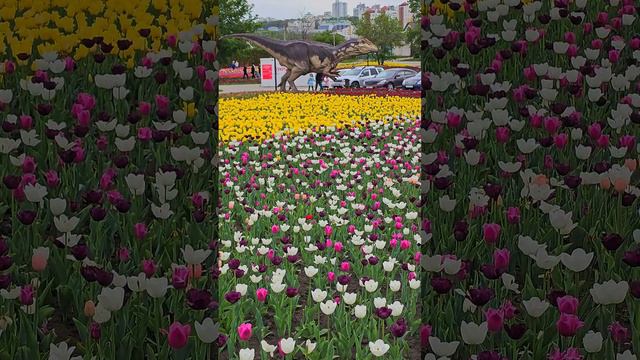 На улице Белгорода. On Belgorod street. #белгород  #цветы  #парк #belgorod  #flowers