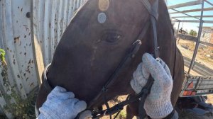 Лагерта и Кочевник 7 выпуск (Симулятор конника)