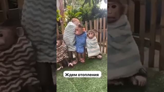 Ждём отопления.