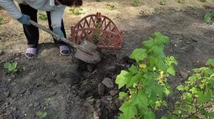 У нас падеж? Почему осталось так мало цыплят?