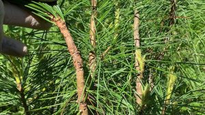 Уходы за привитыми растениями.mov