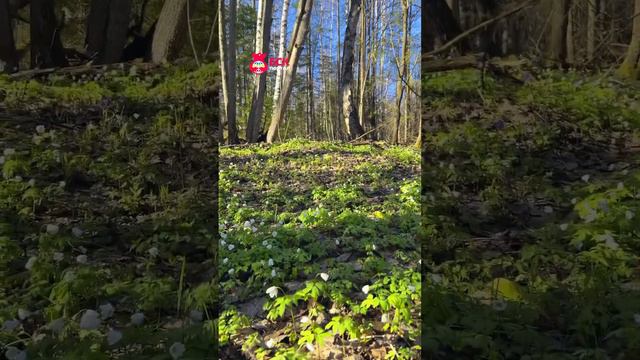 Подснежники. Такое количество подснежников бывает не каждый год