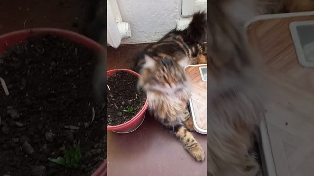 Тиграш - жертва огородного сезона