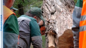 Шквалистый ветер повалил десятки деревьев в Мариуполе! Коммунальщики ликвидируют последствия урагана