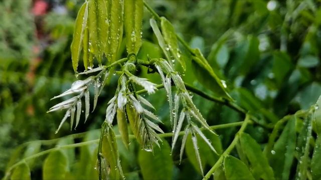 WEÖRES SÁNDOR - ESŐ смотреть онлайн