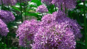 Релакс природа и птицы