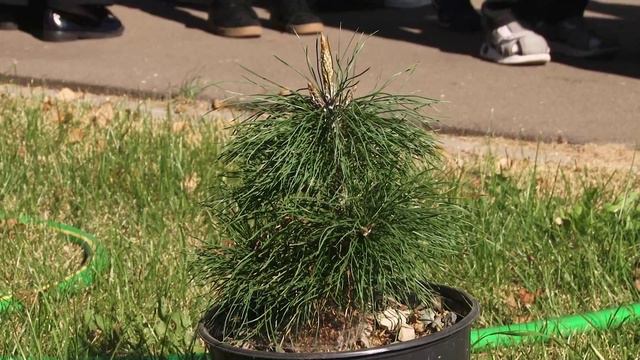 🌲 Кедры для детей 🌲_сентябрь 2024, Отд.№1