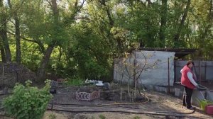 Родители уезжают.Пасынкуем помидоры.