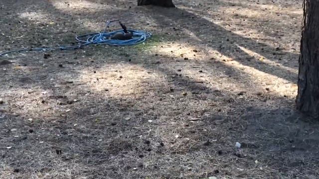 Прогулка «Алые паруса». Встретили белок)