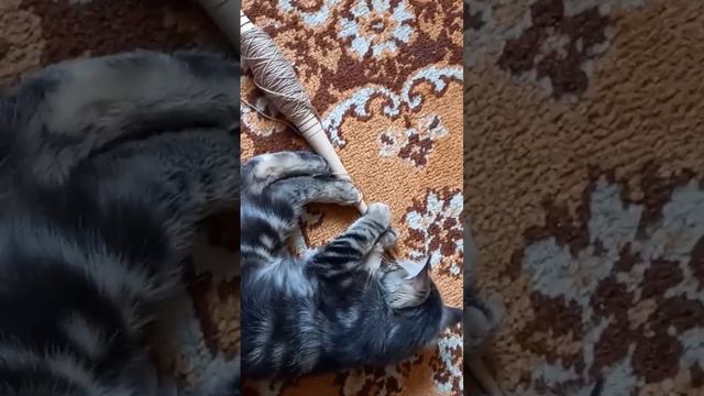 "Спящая красавица" на кошачий лад