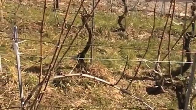Weinstockpate 105 Ernst Maurer Frühling 2015