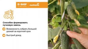 Огурец  Антисипатор F1/Голландские семена/ Nunhems