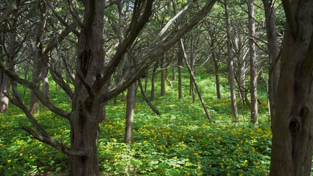 85 лет Приморскому краю. Выпуск 3. Тис