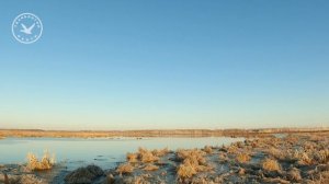 Весенняя охота на селезня 16.04.2024 г