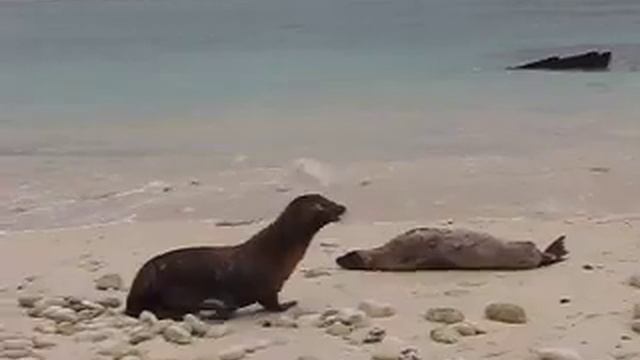 Галапагоски лъв (Zalophus wollebaeki), Галапагоски острови смотреть онлайн