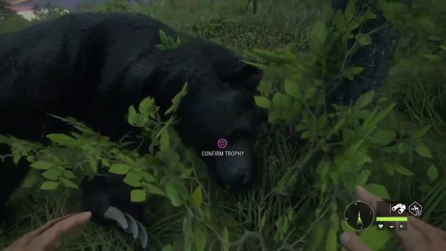 Grizzly glitch & Double Melanistic Grizzly! |theHunter: Call Of The Wild смотреть онлайн