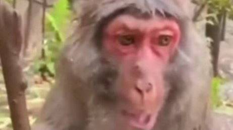 пожилая варфуйсио смотреть онлайн