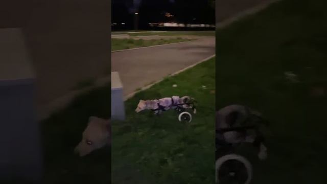 Ура! Гулять!