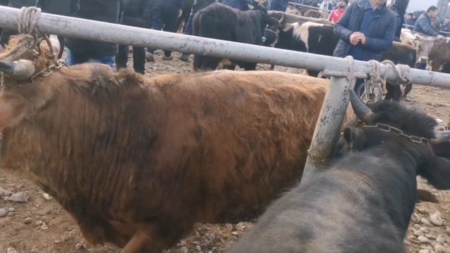 Молбозори Калхозобод Нархои букахои калон букахои майда АЗ 6 500 СОМОНӢ САР МЕШАВА / 19 02 2021