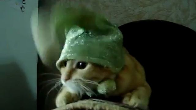 мяу! смотреть онлайн