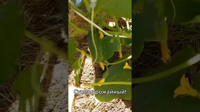 Огурец Бьерн F1